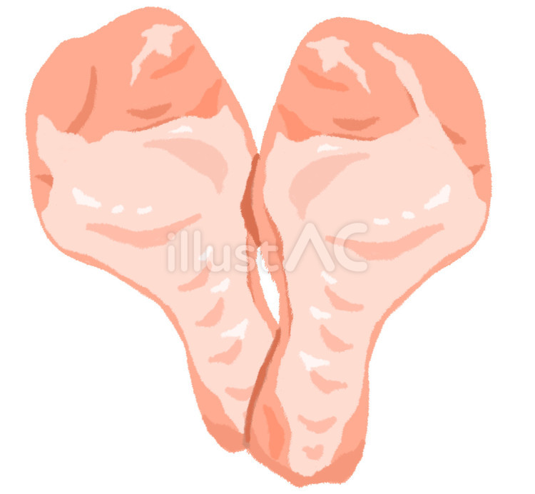 横に並んだ美味しそうな鶏の手羽元 鶏肉,手羽元,生肉のイラスト素材