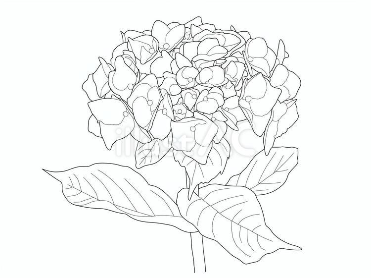 線画素材09＿あじさい（塗り絵） あじさい,背景,梅雨のイラスト素材