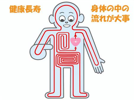 健康長寿の元は身体の中の血液の流れが大事 血流,健康法,健康長寿,老化,疾病,炎症,防止,人体,血液,流れのイラスト素材
