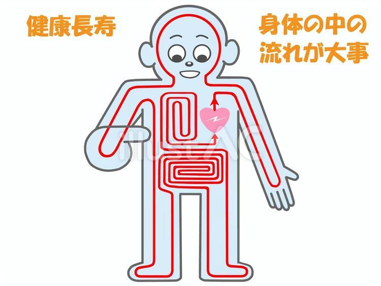 健康長寿の元は身体の中の血液の流れが大事 血流,健康法,健康長寿のイラスト素材
