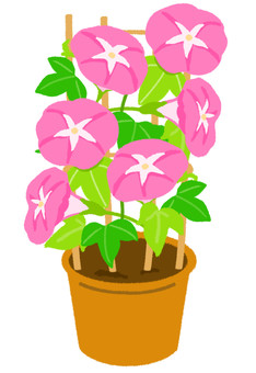 植木鉢に入った綺麗なピンクの朝顔 朝顔,植木鉢,花,夏,ピンク,鉢植え,プランター,葉,葉っぱ,7月のイラスト素材
