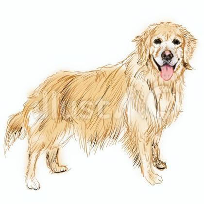 ゴールデンレトリバー イラスト