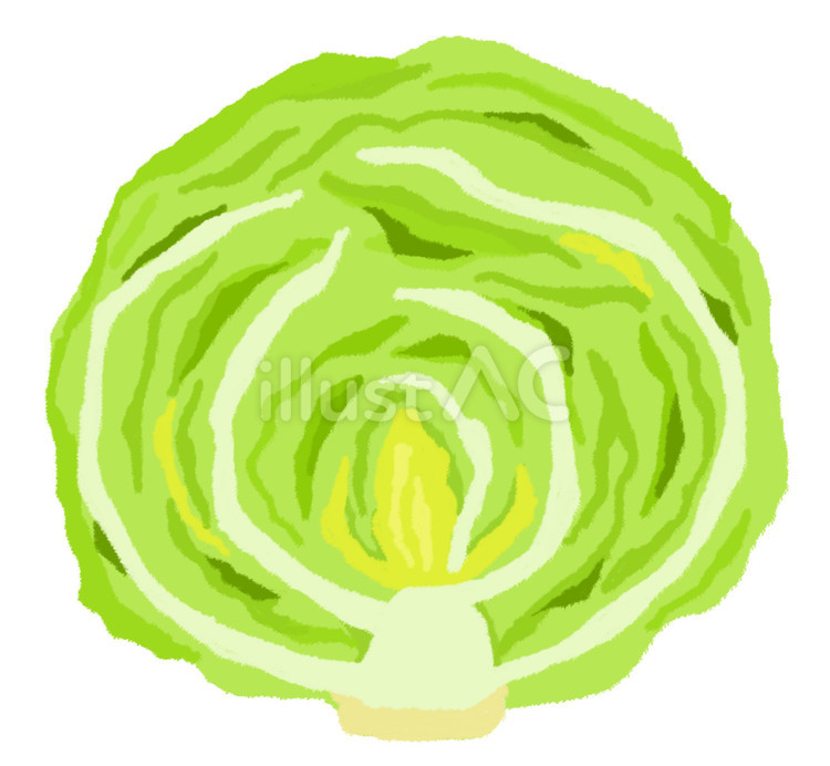 半分にカットされた新鮮なレタス レタス,半分,野菜のイラスト素材
