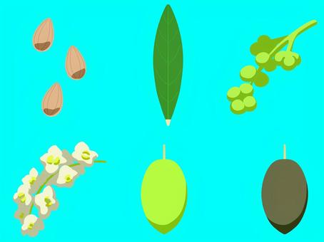 オリーブ 枠無し オリーブ 枠無し オリーブ,秋,植物,食べ物,種,葉,蕾,花,実のイラスト素材