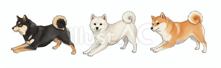 のびのびする３匹の柴犬 柴犬,黒柴,白柴のイラスト素材
