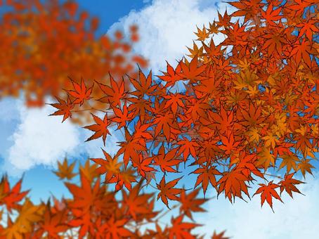 Maple and blue sky, JPG Maple and blue sky, , JPG