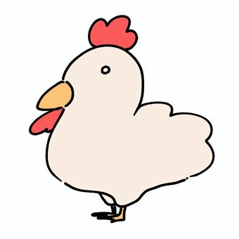 鶏 鶏,オス,動物,生き物,鳥,白,羽のイラスト素材