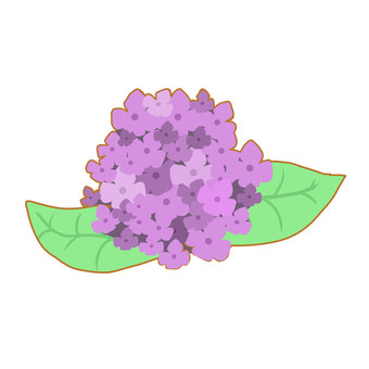 hydrangea, for school printing, june, life, JPG and PNG