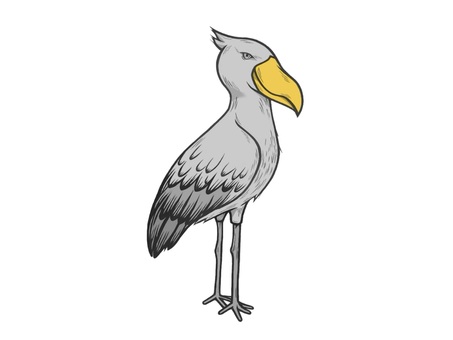 あまり動かない鳥で有名なハシビロコウ ハシビロコウ,鳥,羽,くちばし,翼,手描き,バード,野鳥,飛行,かわいいのイラスト素材