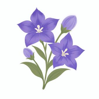 桔梗① 桔梗,ききょう,秋の花,秋,花,植物,紫,つぼみ,花束,草花のイラスト素材