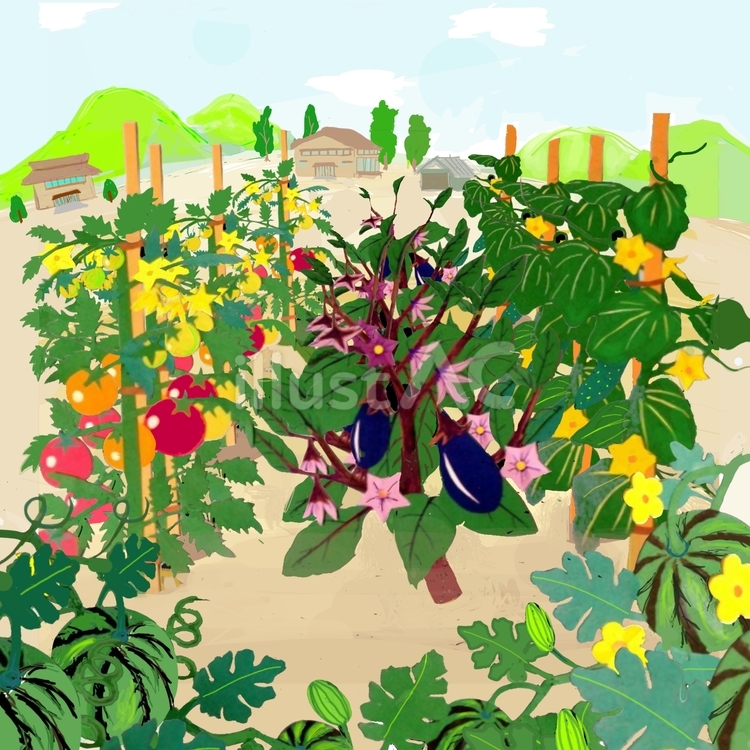 夏野菜畑 夏野菜,畑,田舎のイラスト素材