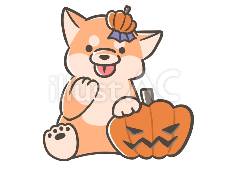 かぼちゃと柴犬 犬,柴犬,動物のイラスト素材