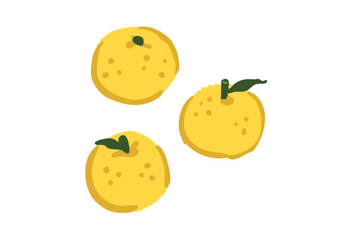 ゆず　冬至　手描き風イラスト ゆず,冬至,手描き風,白背景,柚,冬,果実,柑橘系,くだもの,ベクター素材のイラスト素材