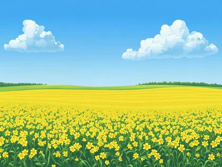 青い空と一面の菜の花畑絨毯3