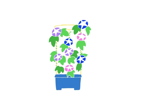 朝顔 朝顔,花,植物,夏,暑中見舞い,植木鉢のイラスト素材