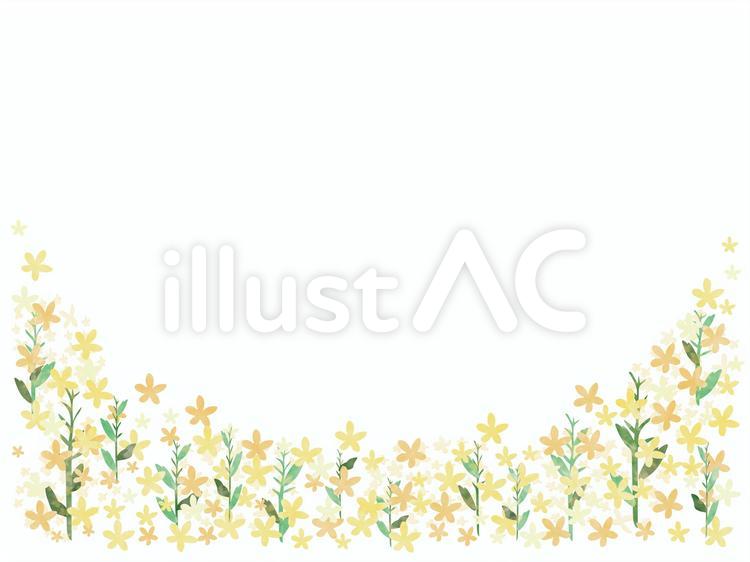 春　菜の花　フレーム 花,春,植物のイラスト素材
