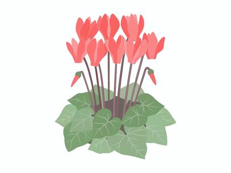 シクラメン（赤） シクラメン,赤,花,蕾,葉,葉脈,シンプル,綺麗,秋,冬のイラスト素材