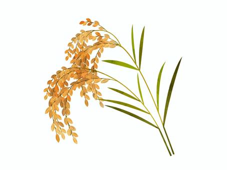 稲穂2本 稲,米,葉,茎,穀物,イネ科,背景透過,ベクター,イラスト,水彩のイラスト素材