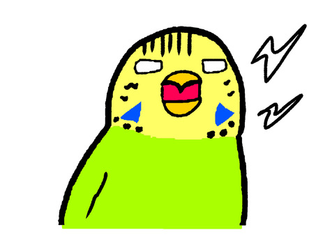 angry budgie, , JPG and PNG