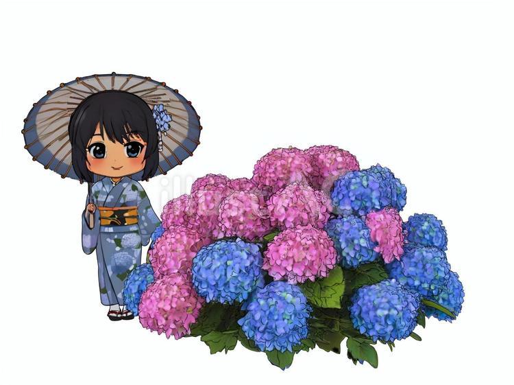 夏の雨梅雨の和傘紫陽花の和服旅行若い女性 梅雨,雨,旅行のイラスト素材