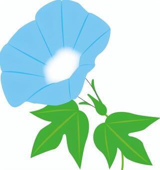 Morning glory (light blue), morning glory, morning glory, morning glory, JPG, PNG and AI