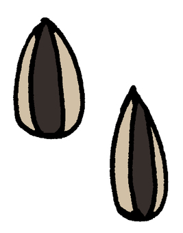 ひまわりの種 ヒマワリ,種,食品,植物,種子,ナッツ,リノール酸,ビタミンe,美容,健康のイラスト素材