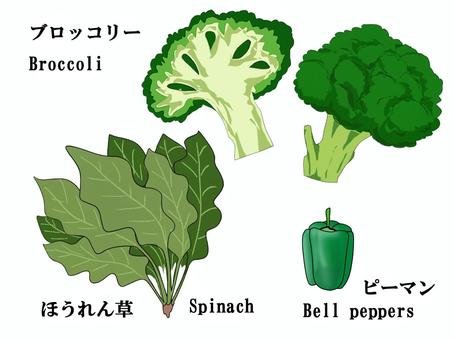 ブリッコリー　ほうれん草　ピーマン ブリッコリー,ほうれん草,ピーマン,緑黄色野菜,断面,broccoli,spinach,bell,pepper,ホウレンソウのイラスト素材