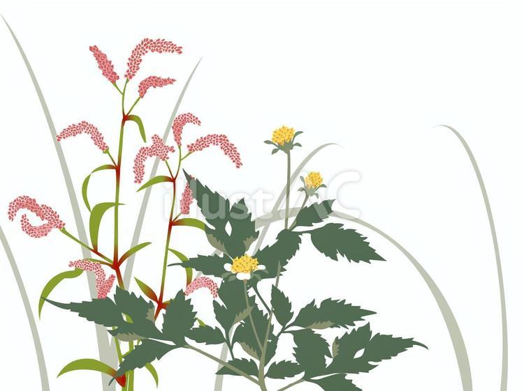蓼の花 イヌタデ,コセンダングサ,初秋のイラスト素材