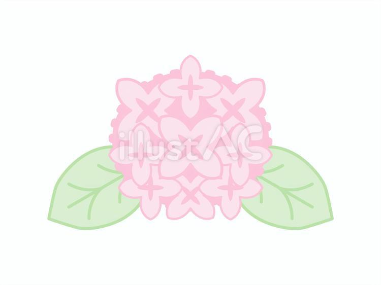 ピンクでかわいいアジサイのイラスト あじさい,花,ピンクのイラスト素材