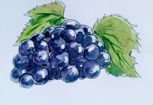 ぶどう ぶどう,果物,食用,ワイン,ジュースのイラスト素材