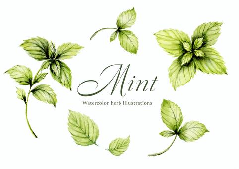 ミントの葉／水彩ハーブイラスト＿セット ミント,ハーブ,ペパーミント,スペアミント,葉,ハッカ,水彩,葉っぱ,リーフ,手描きのイラスト素材