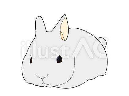 白うさぎ