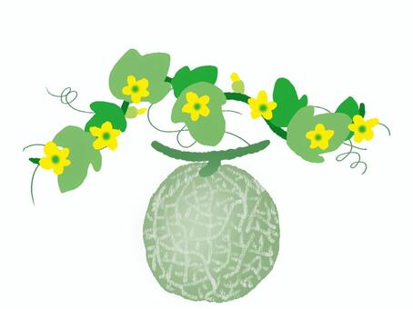 メロンの花と実 メロン,花,果実,つる,葉っぱ,フルーツのイラスト素材