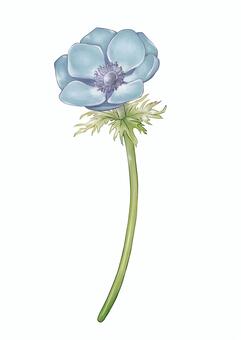 Illustration, anemones, flower, plant, 