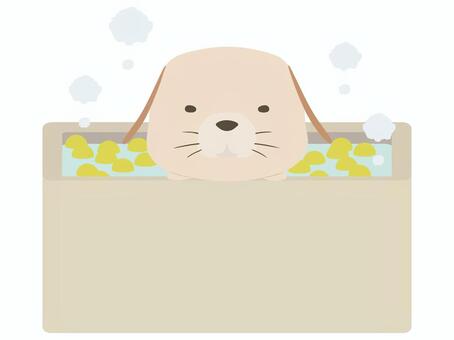 ゆず湯に入る垂れ耳の犬 ゆず湯,犬,動物,かわいい,冬至,入浴のイラスト素材