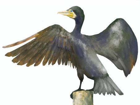 Cormorant spreading wings, JPG and PNG Cormorant spreading wings, cormorant, bird, feathers, JPG and PNG