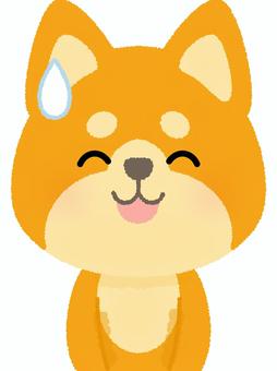 柴犬苦笑い 柴犬,苦笑い,愛想笑い,汗,困る,ごまかす,犬,ドッグ,動物,日本のイラスト素材