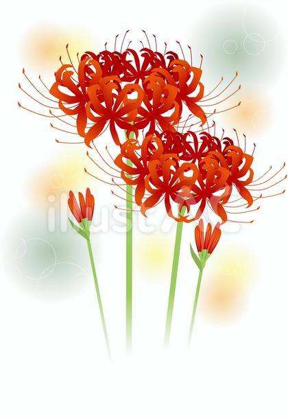 彼岸花