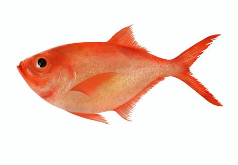 金目鯛の手描きイラスト 金目鯛,鯛,魚,食べ物,魚釣り,新鮮,海,鮮魚,魚介類,手描きのイラスト素材