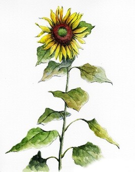 ひまわり 綺麗,手描き,花,挿絵,植物,夏,美しい,水彩画,花びら,癒されるのイラスト素材