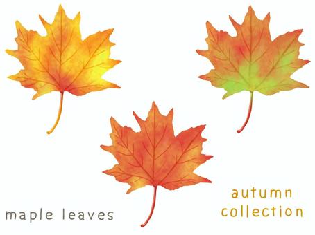 Set of 3 maples, Set of 3 maples, maple, leaf, autumn,