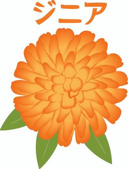 ジニア　　