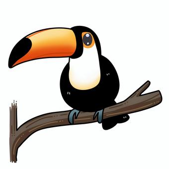 オニオオハシ オニオオハシ,鳥,生き物,大きなくちばし,南国,動物のイラスト素材