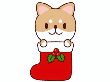 クリスマスブーツに入った柴犬 犬,柴犬,豆柴,赤柴,動物,ペット,かわいい,手描き風,キャラクター,カット素材のイラスト素材
