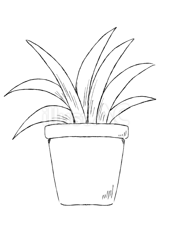 観葉植物　線画　 観葉植物,鉢植え,葉っぱのイラスト素材