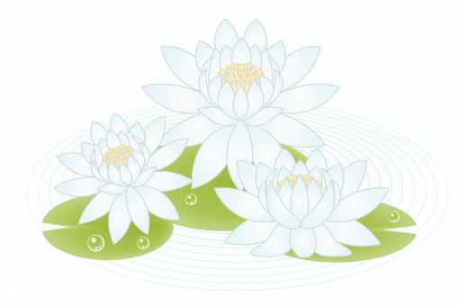 正月素材121 蓮,蓮華,花,植物,きれい,白,夏のイラスト素材