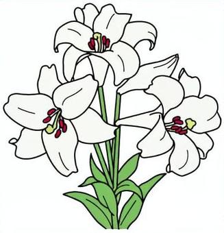 百合　カラー 百合,花,植物,夏,多年草のイラスト素材