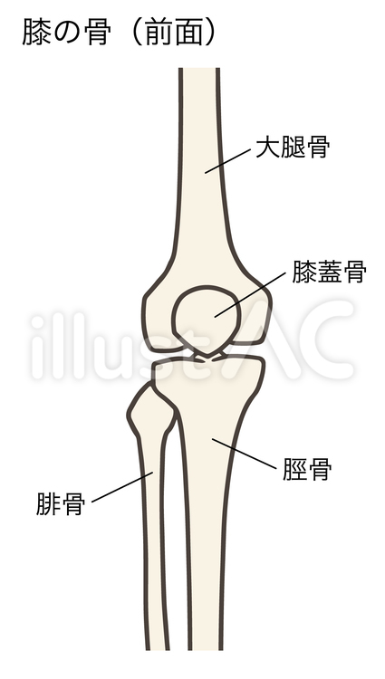 膝の骨（前面）、膝関節、名称あり 膝,関節,大腿骨のイラスト素材