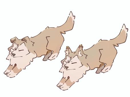 Illustration, sheltie, shetland sheepdog, dog, 
