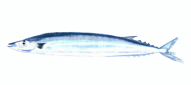 サンマ 秋刀魚,魚,秋,塩焼き,海,青魚,漁船のイラスト素材